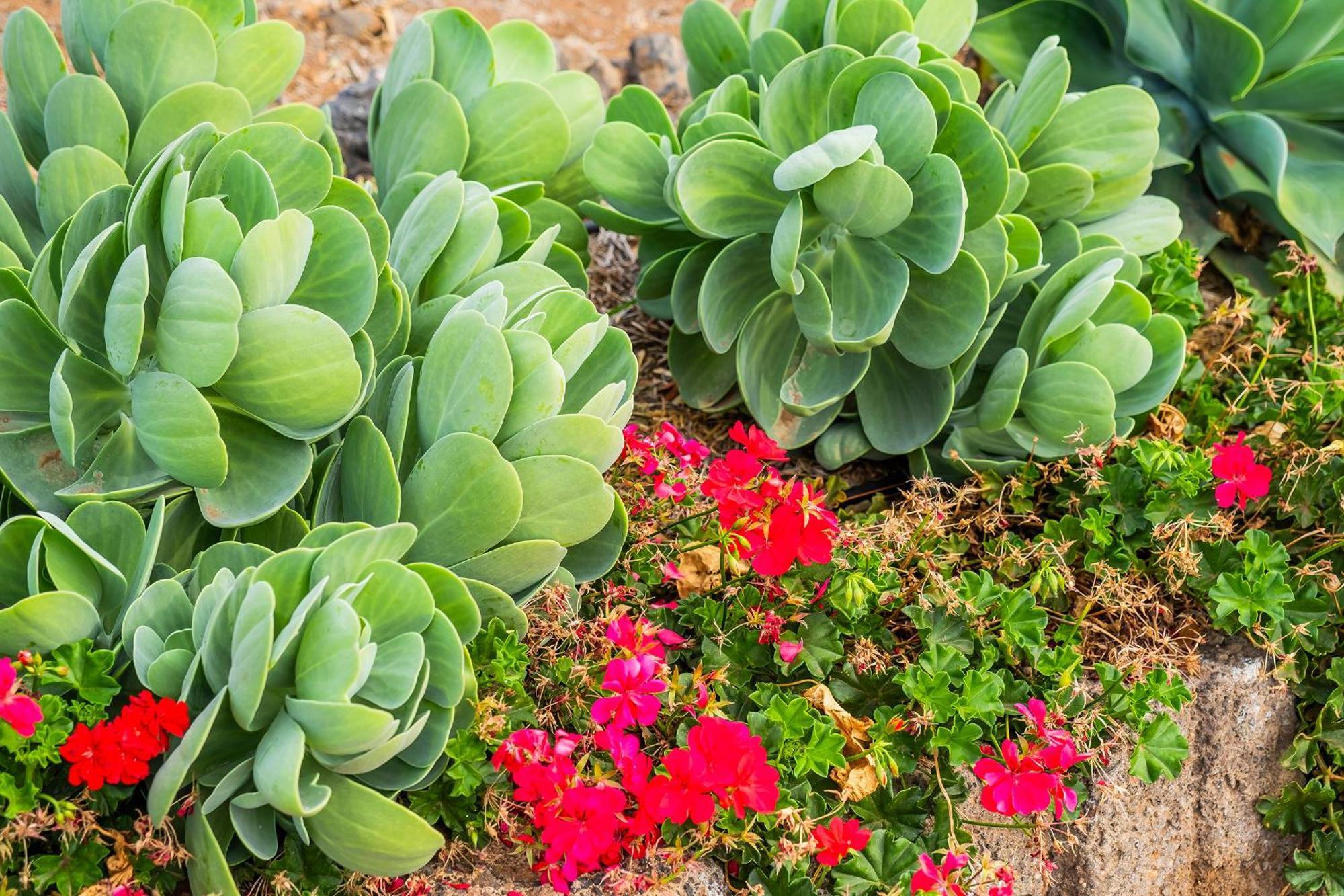 Tenerife Healing Garden Guía de Isora Kültér fotó
